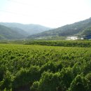 백운골농장 이미지