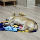 논산 탑정호 글램핑 이미지
