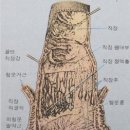 미주알과 엘레지 우리 말과 글 / 낭가 소명 2010/04/24 14:35 이미지