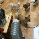 나밍밍 강아지네 이미지