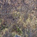 제165차 아숲 대암산 용늪(이덕근) 이미지