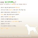 창원강아지분양 고양이분양 도그마루 이미지