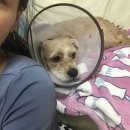 가양쿨펫동물병원 이미지