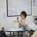 안산크라운애견미용학원