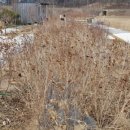 조제농장 이미지