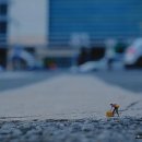 바라봄대구