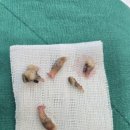 포곡동물병원 이미지