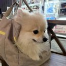 (주)두리솔루션 | 강아지 행동분석 강아지 성격 테스트 [멍티비아이 온라인 정식검사]