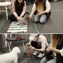 프랑소와펫 아카데미 이미지