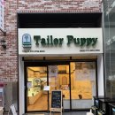 테일러퍼피 이미지