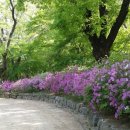 봄안에 네이버블로그