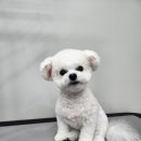 댕블랑 이미지