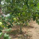 장수농원 이미지