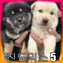 이탈리안그레이하운드분양 강아지분양 강아지입양 이탈리안그레이하운드분양중 이미지