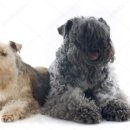 블루켄넬 이미지