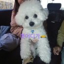 펫어디가 이미지