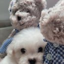 태원켄넬 이미지