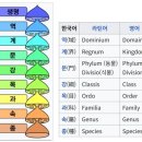 생물 분류 (진균의 자낭균 Ascomycetes를 중심으로) 이미지