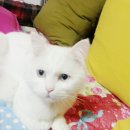 몽실방 이미지