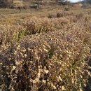 금국농장 이미지