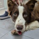 용문조아동물병원 이미지