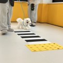 컴피 그라운드(comfy ground) | 수원 애견유치원 댕댕이가 행복한 컴피그라운드 내돈내산 후기