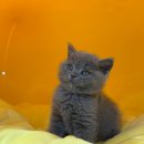 퍼스트 독 앤 캣 이미지