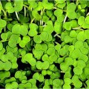 싱싱과일야채 이미지