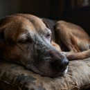 광주050 | 경기광주강아지장례식장, 강아지 장례 비용 및 절차가 궁금하신가요?