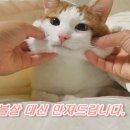 집사 손은 약손