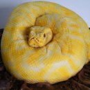 달콤케이크 이미지