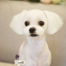 애견미용실 바비펫 이미지