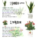 화초 - 동구 | 화초