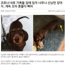 영국에서 강아지가 코로나19 때문에 이미지