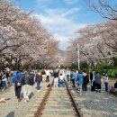 천자봉해오름길(안민고개7km지점) | 창원 진해 안민고개 벚꽃길과 경화역공원 이어 걷기