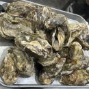 물반고기반 | 청주 현지인 맛집 물반고기반 모듬회 굴찜 내돈내산 후기