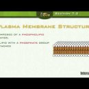 plasma membrane(원형질막=세포막) 강의 동영상 이미지