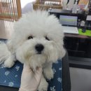 러블리 멍멍이 이미지