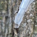 국립산림과학원
산림바이오소재연구소 | 영하의 추위 뚫고 올라온 생명수 고로쇠 수액의 놀라운 효능