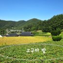 (해안선님 동의 후 게시)친정엄마가 지으신 고구마팝니다.(20Kg 1박스 택배비 포함 4만원) 이미지