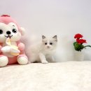 스타일펫 | 별내고양이분양, 요미펫에서 인생 반려묘를 만나다!