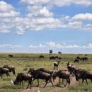 세렝게티 이미지