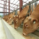 늘푸름목장 이미지