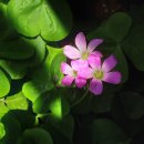 친구여! 우리 2025년에는 아프지말고 행복하자!! (마리아친구 의 글) 이미지