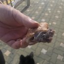 숙꽈배기 이미지