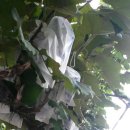 영진농산