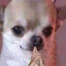 감포참가자미 이미지