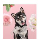 꽃보다 개 이미지