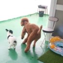 러블리펫텔 이미지