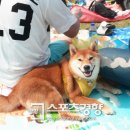 도그데이 이미지